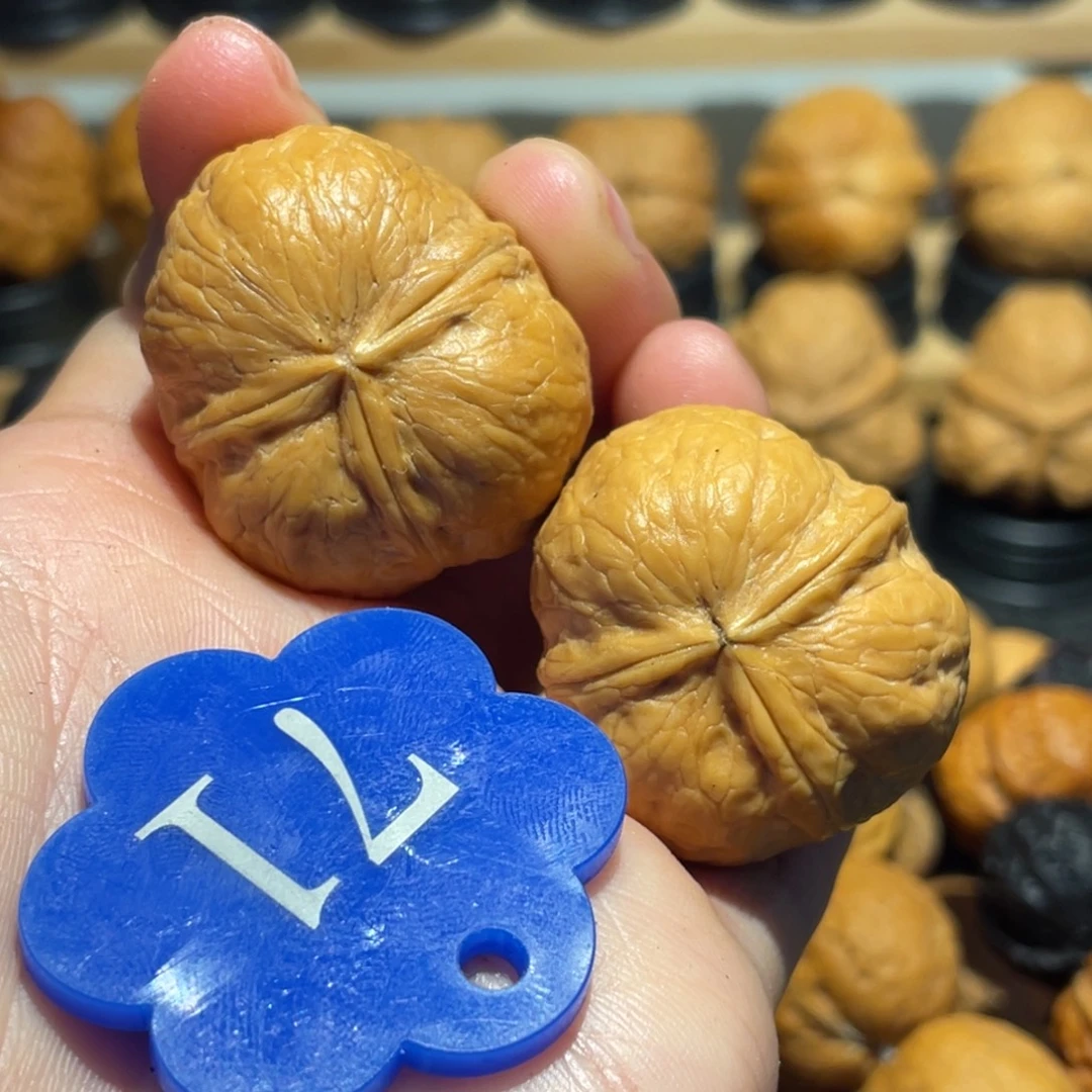 南瓜萌萌包三棱微彩33。