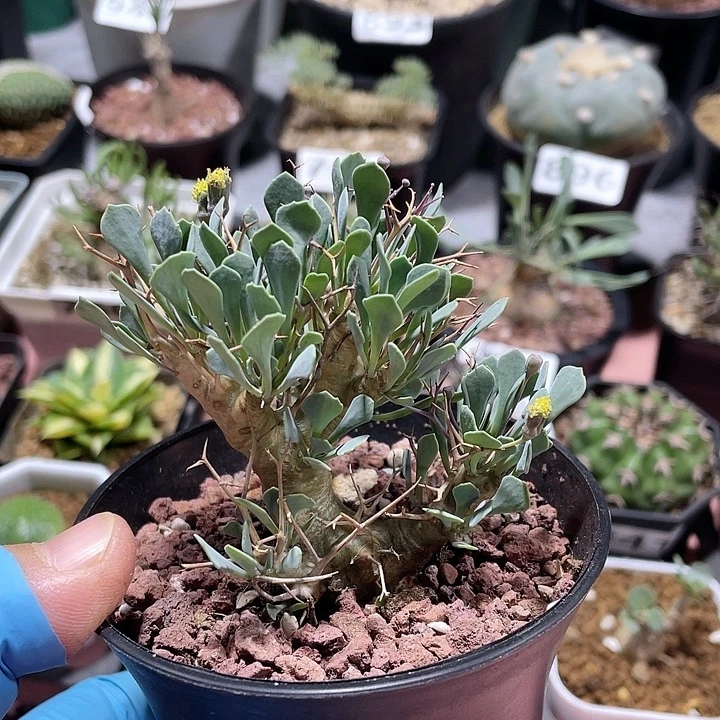 939黑鬼殿厚墩菊块根