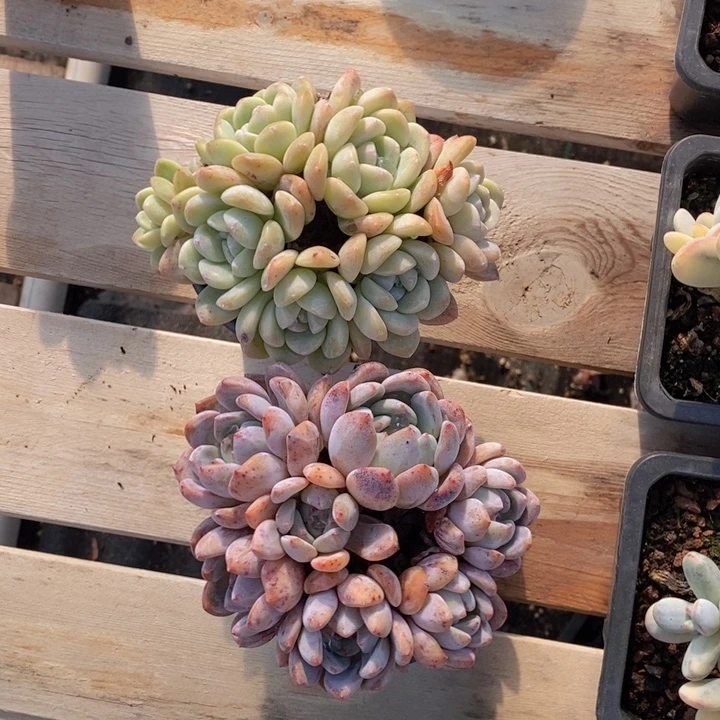 冰玉，星影两颗一组，瑕疵。