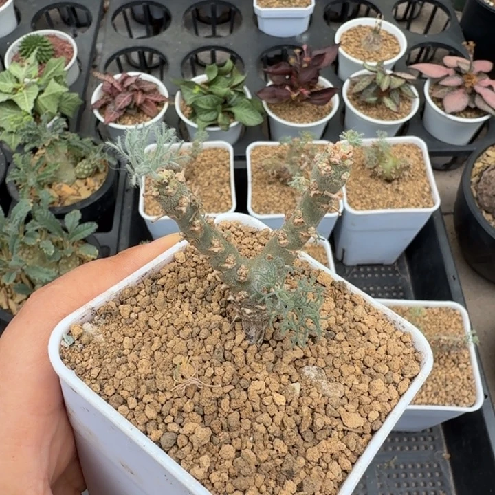 壹*白皮月界348 仙人球