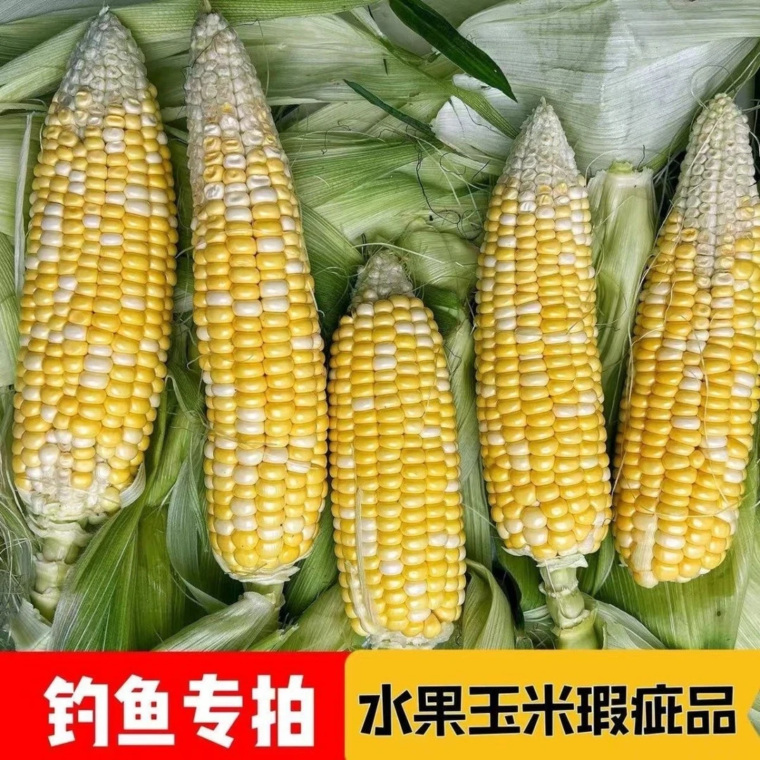 【钓鱼专用】金银甜脆水果玉米