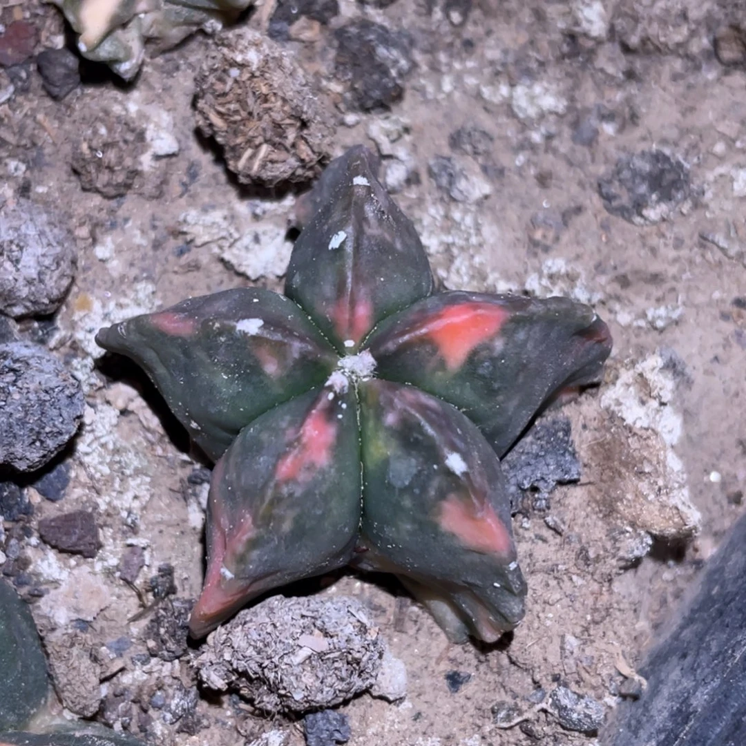 全部花朵自根 小鸾锦 1号