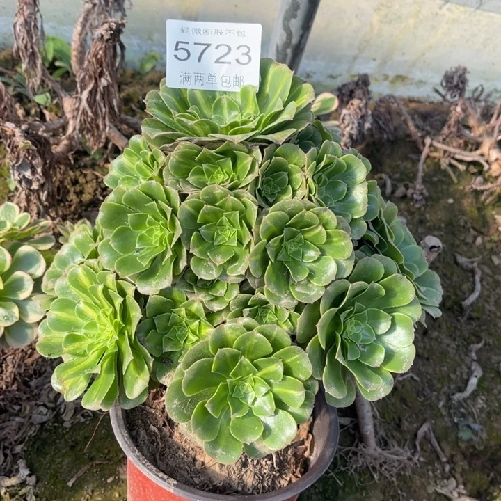 5723翡翠的人多肉的