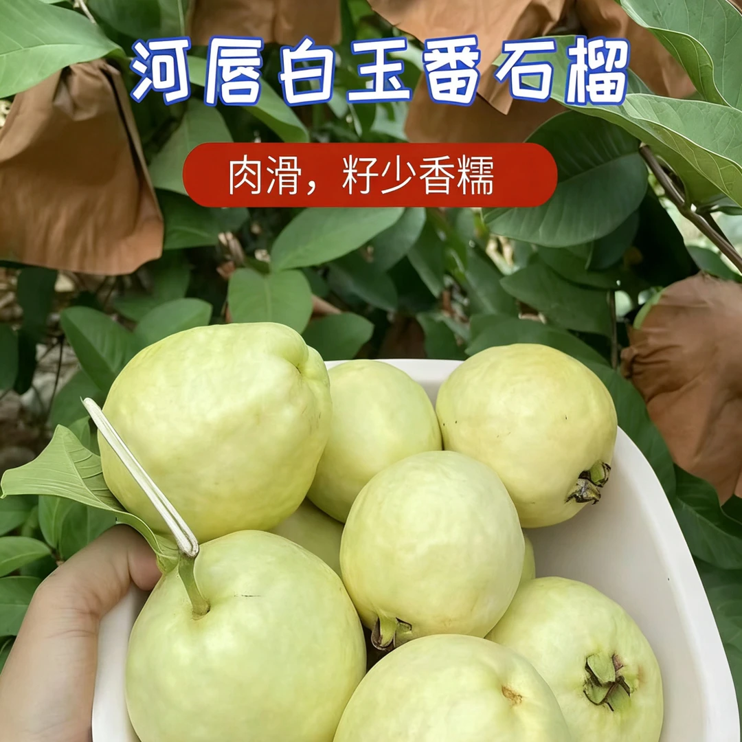 新品种河唇白玉番石榴苗软糯香甜冰淇淋口感高产稳产