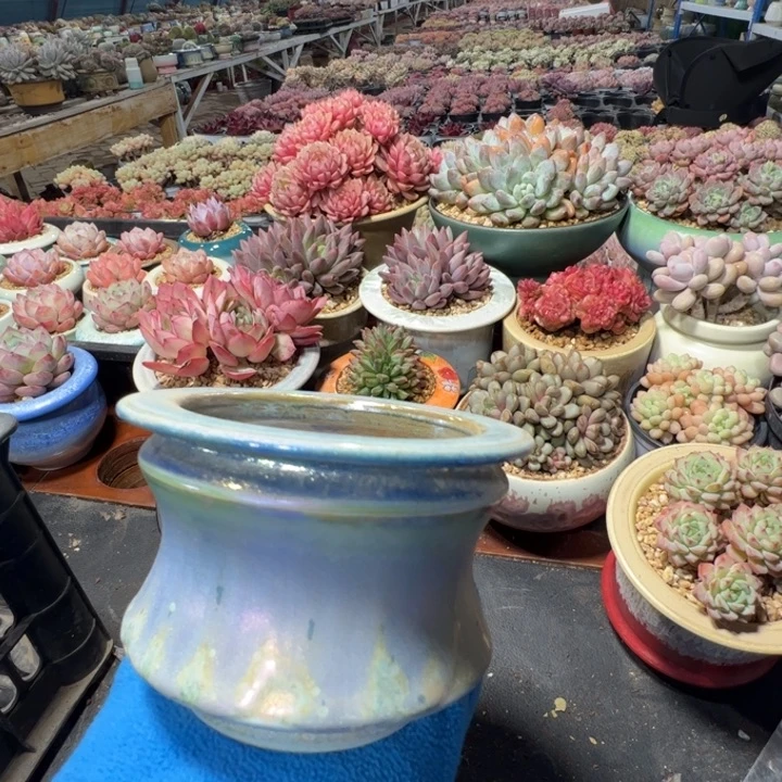 特价花盆满50发货内口9