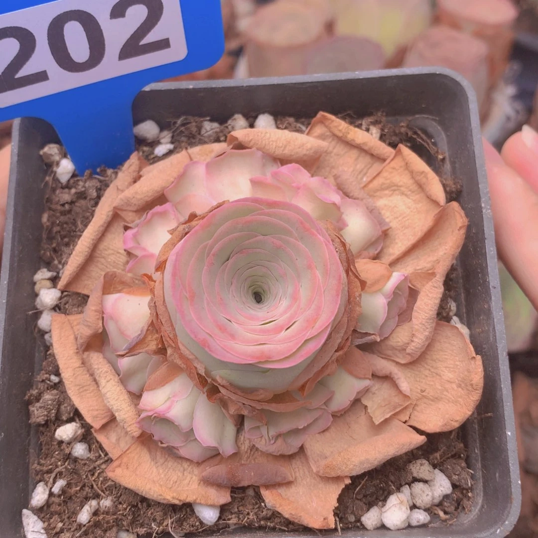 yjj202听风念一物一拍