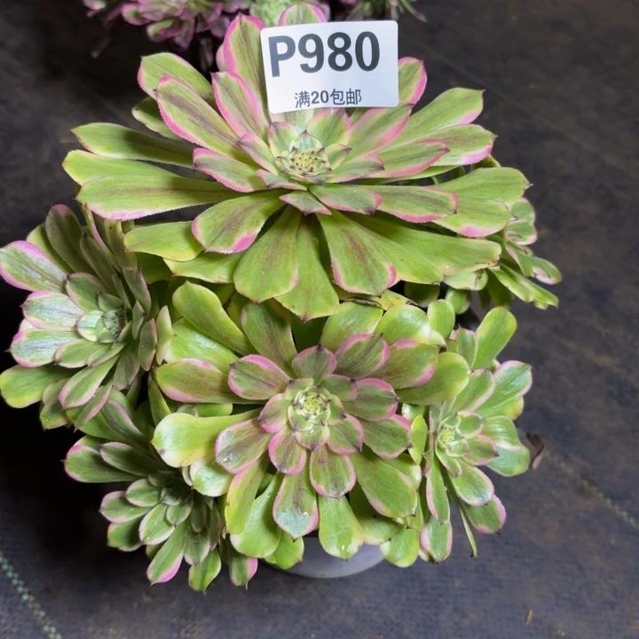 瑞妈，，，。。。980沙皇