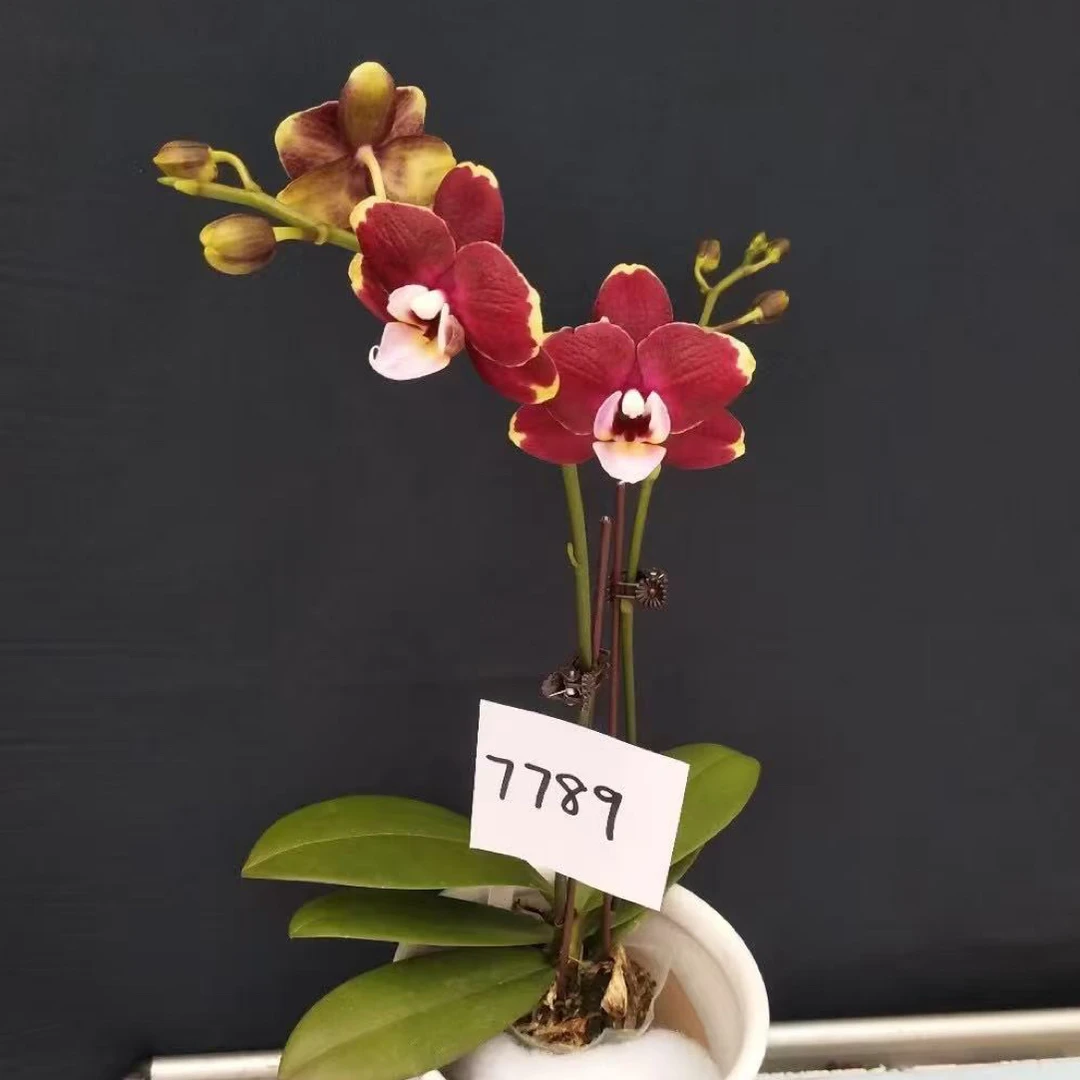 7789蝴蝶兰花苗带剑｜花卉绿植中的调色盘