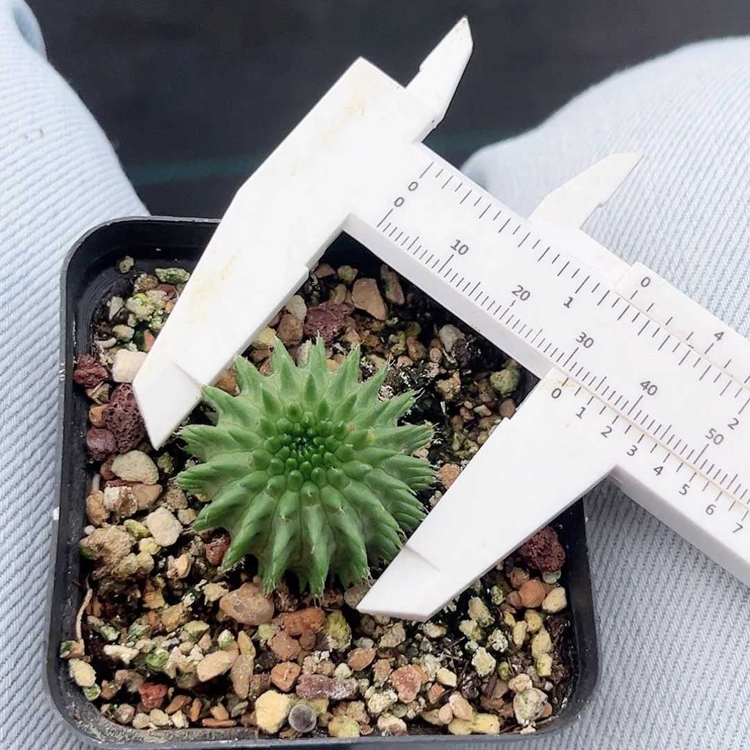 多肉植物海胆大戟实生