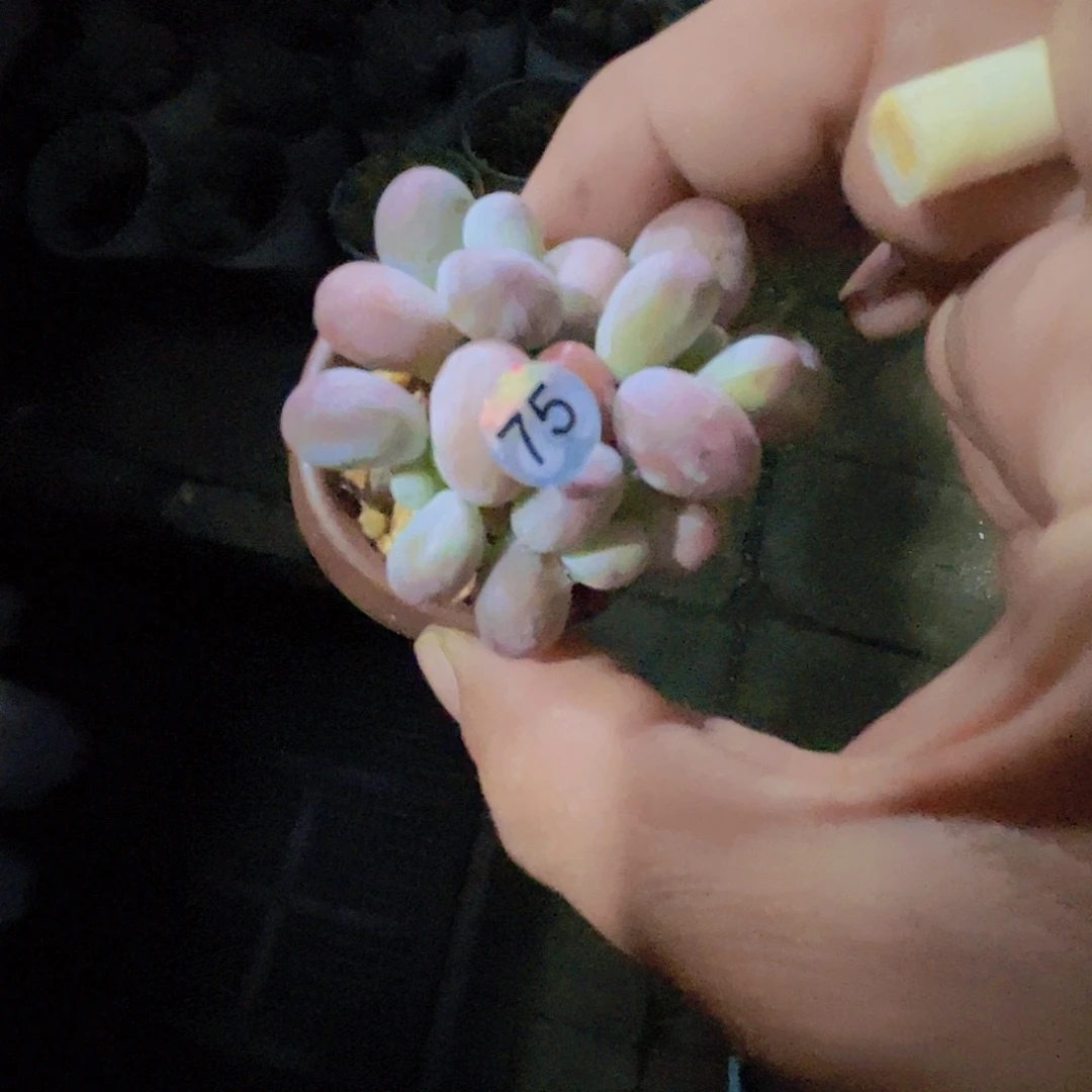 妙***佳多肉植物多肉植物
