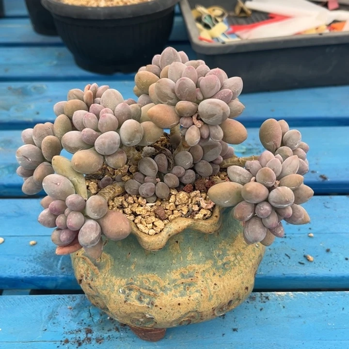 汤圆多肉植物5555