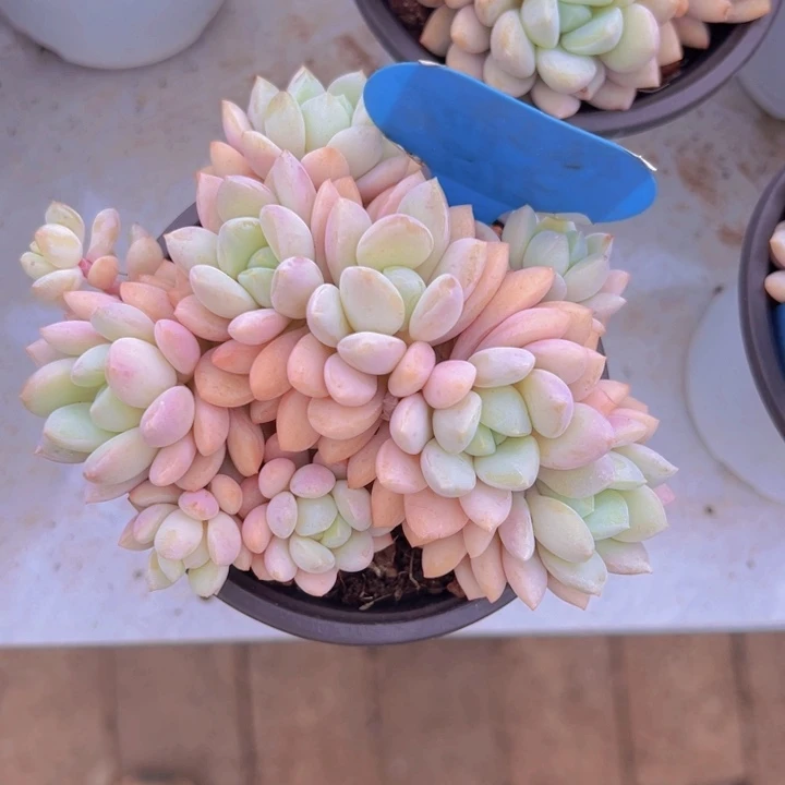 健健康康平平安安