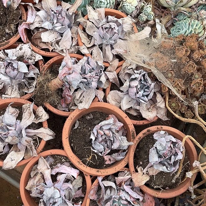 ᴛ***ı晚霞一堆10多肉植物