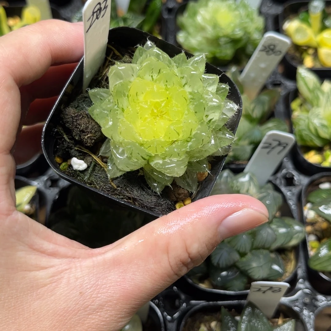 283翠云玉露锦一物一拍