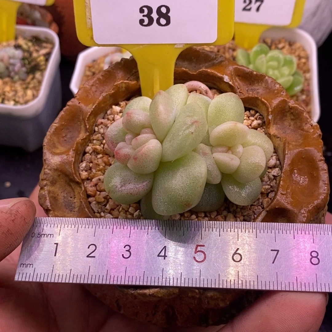 138双头冰玉锦，多肉