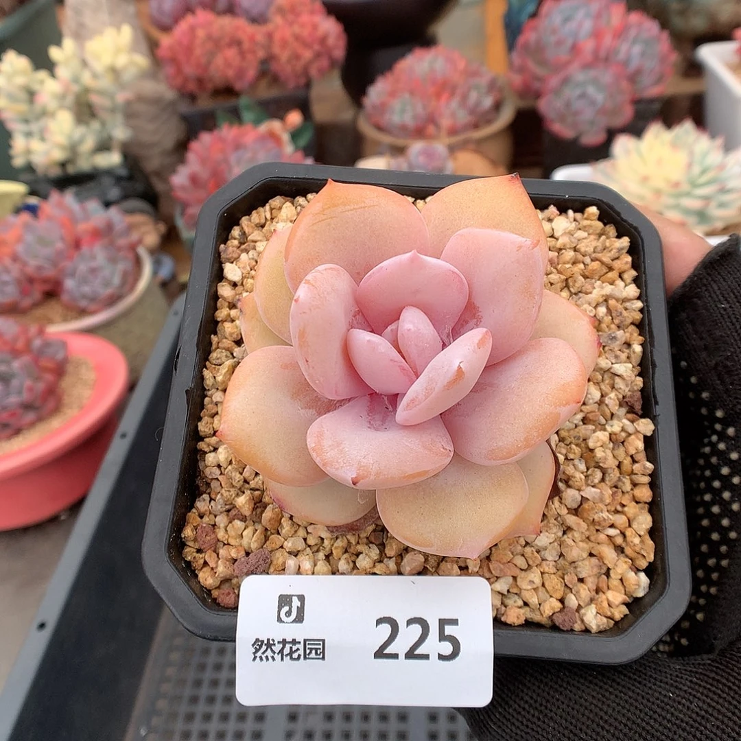 225奶茶多肉植物666