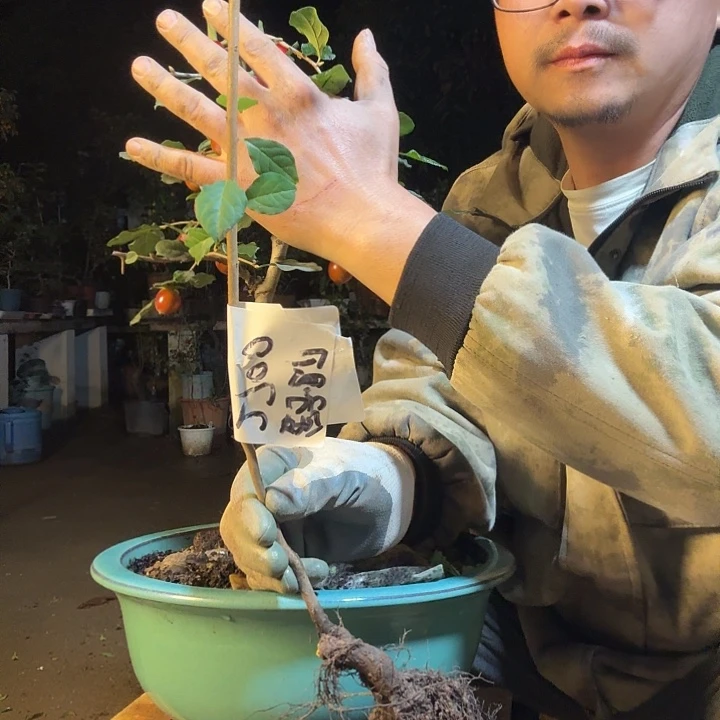 ༄***࿐无花朵盆景素材老鸭四