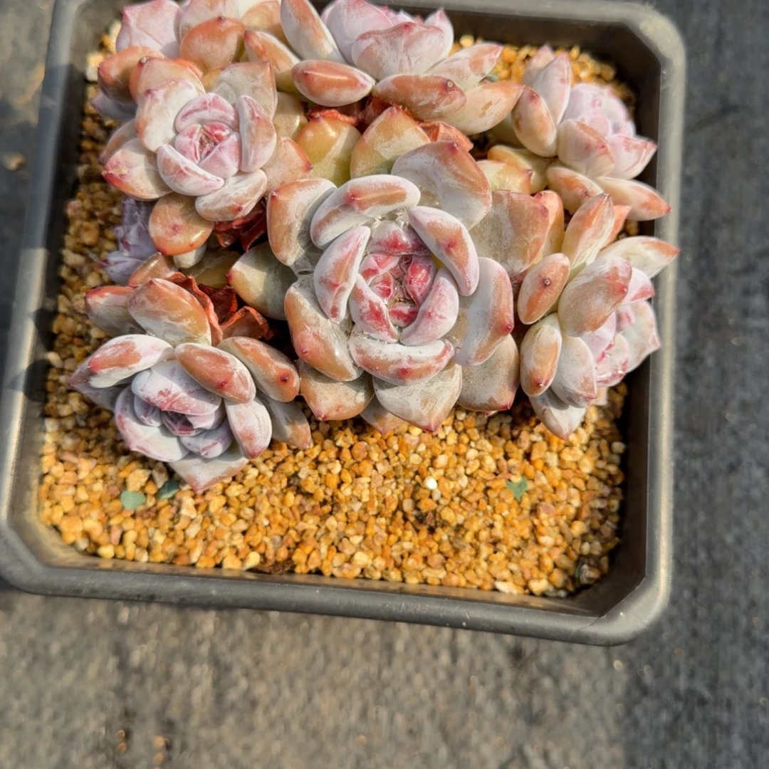 一物一拍石榴籽群93