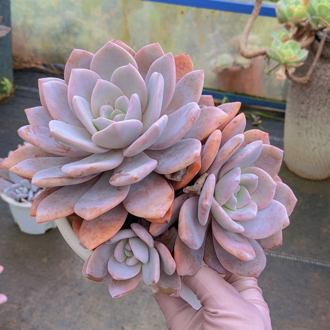 9663红茶多头一物一拍