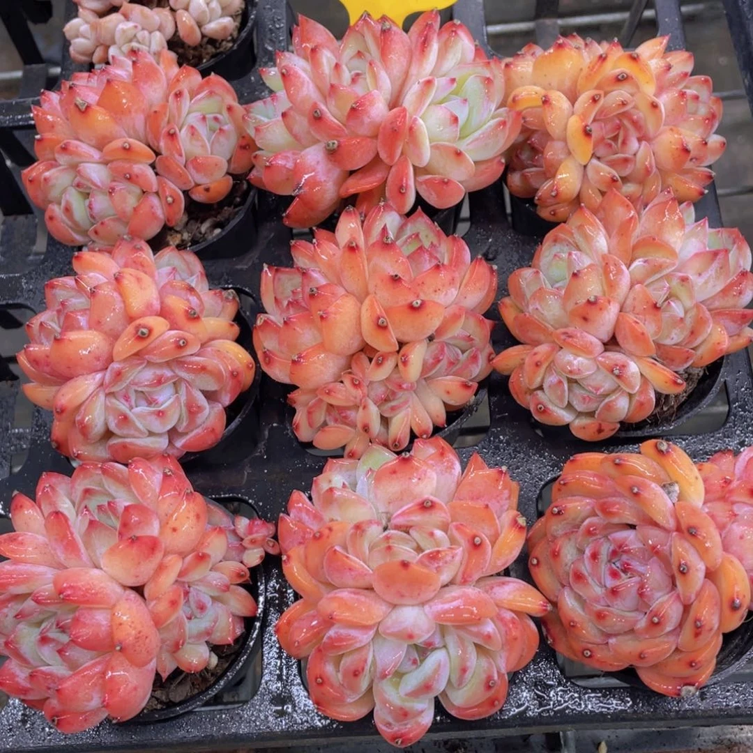 833号开播福利全状态草莓杏仁三头起一个