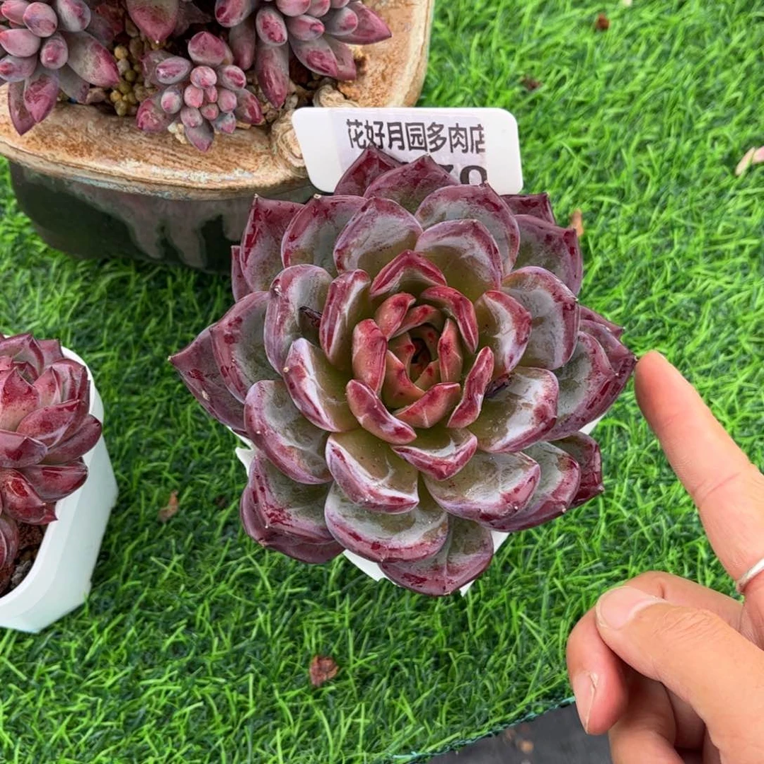 淼***y多肉植物1170…………….