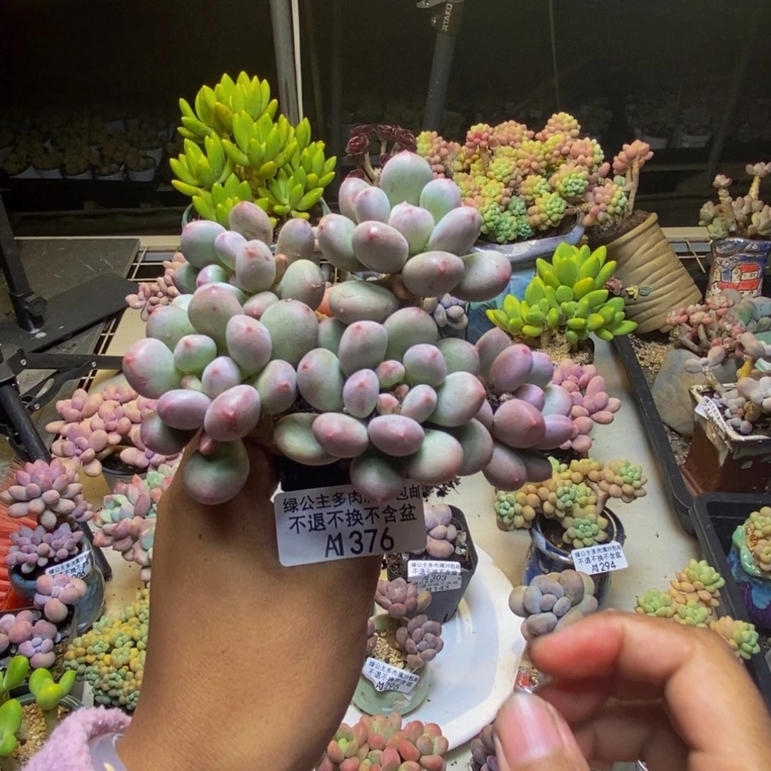 376桃花仙子奶多肉9cm