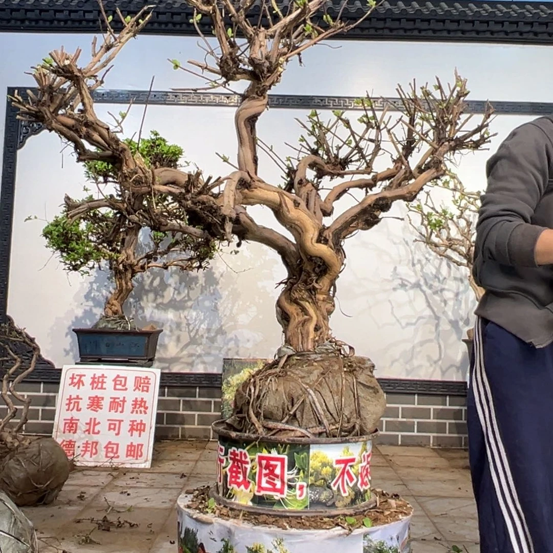 无花朵金银花88888
