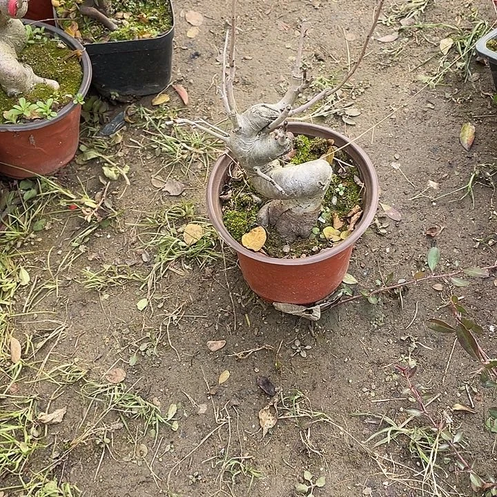 心***海无花朵30菊花菊花计划经济