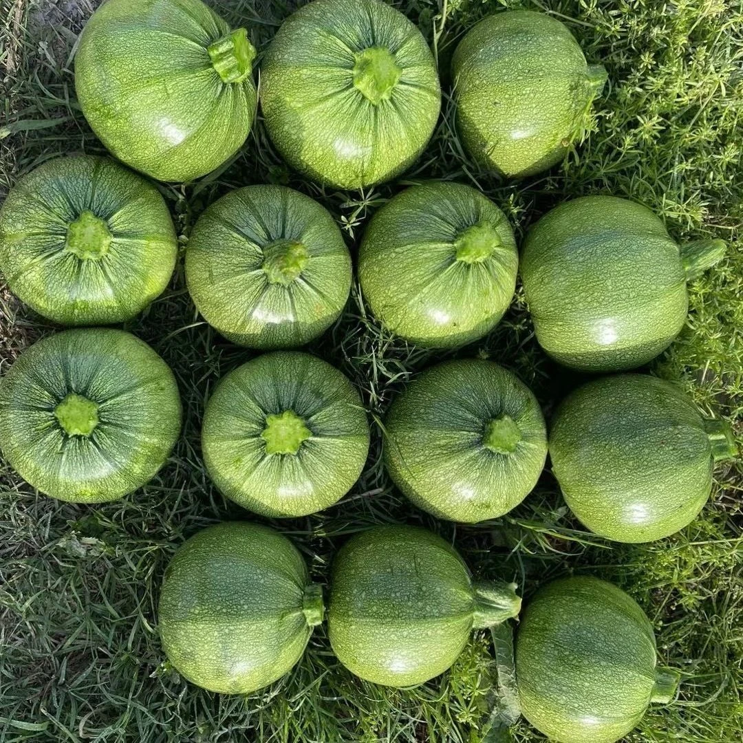 无蔓绿珠小青瓜早熟小南瓜短藤无蔓农户自家小瓜