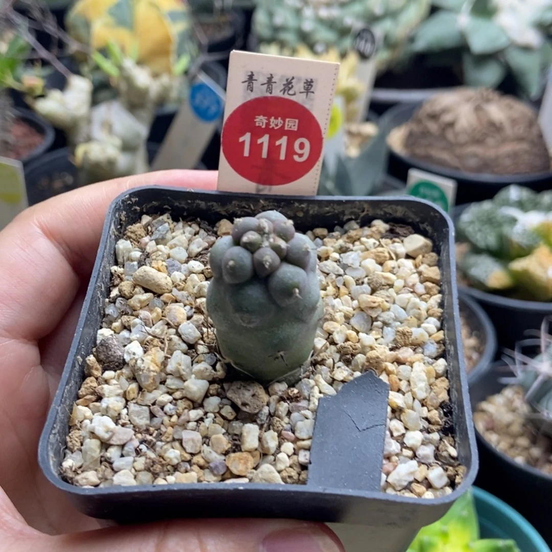 实生习志野2cm一棵仙人球