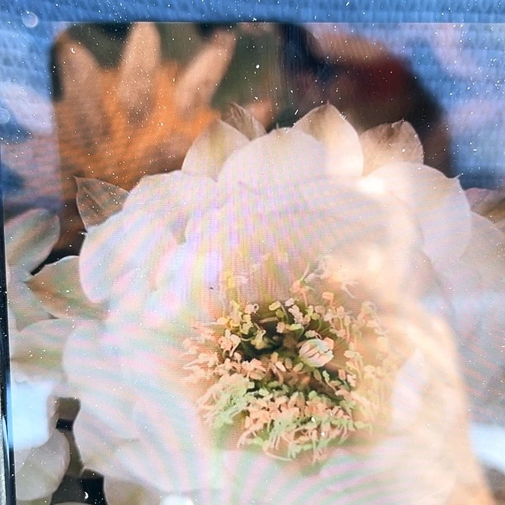 白娇媚自根6公分左右