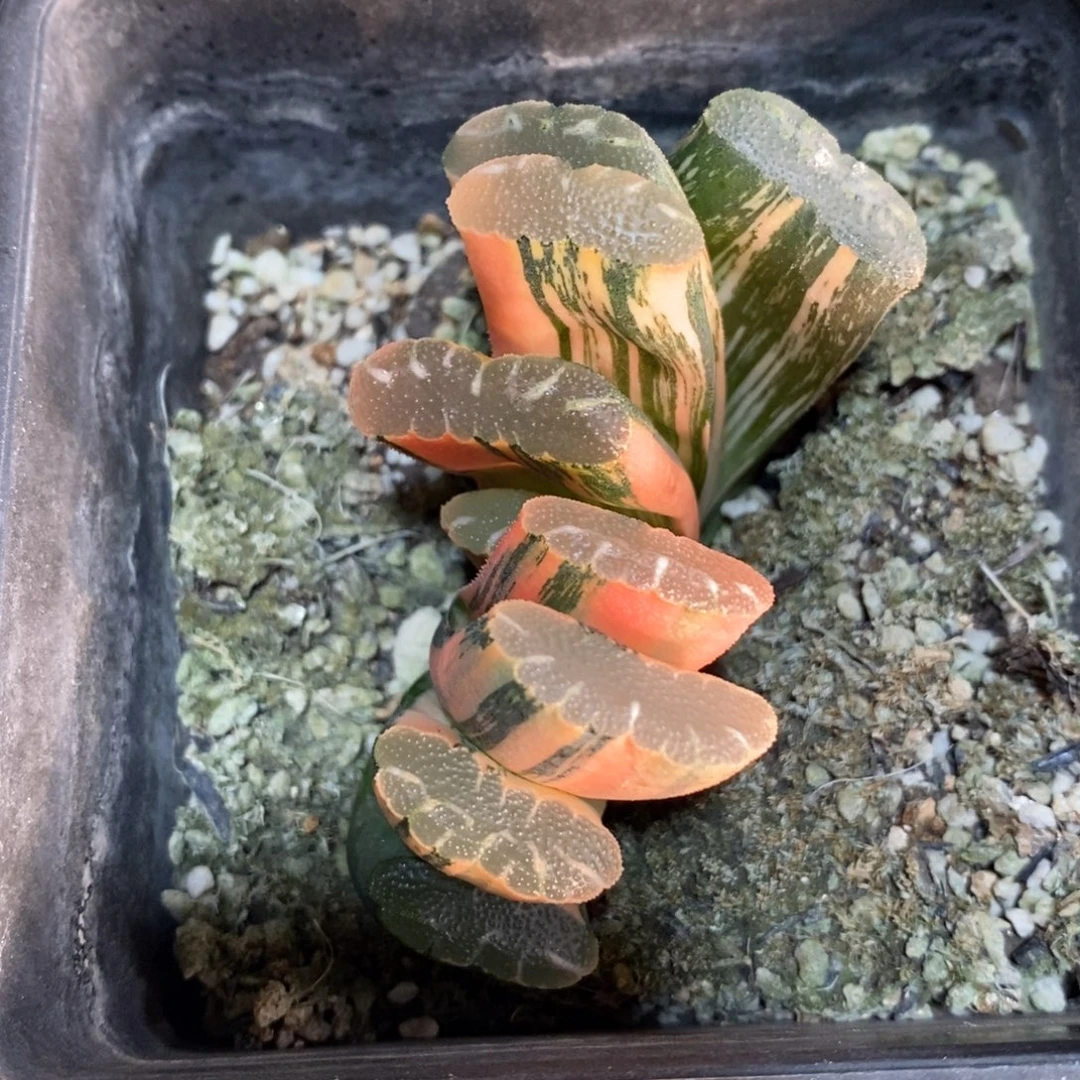 一颗玉扇锦 元旦福利