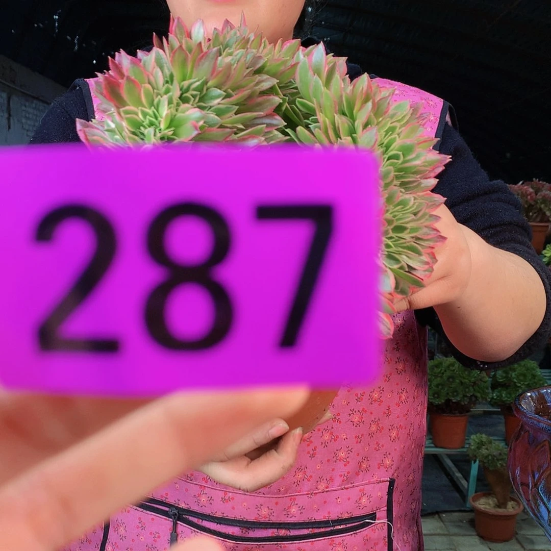 ssssssssssssssssss287