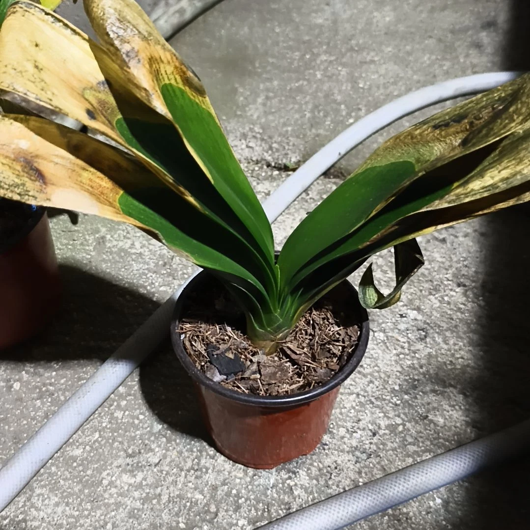 随***缘完全开放辉阳苗残叶特惠一棵