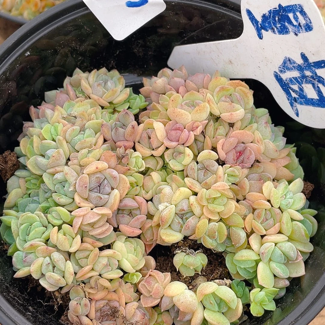 量拍多肉植物多肉植物432