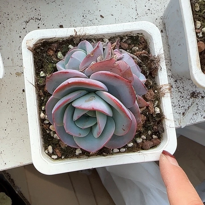 @*涯青蛙王子儿童1111