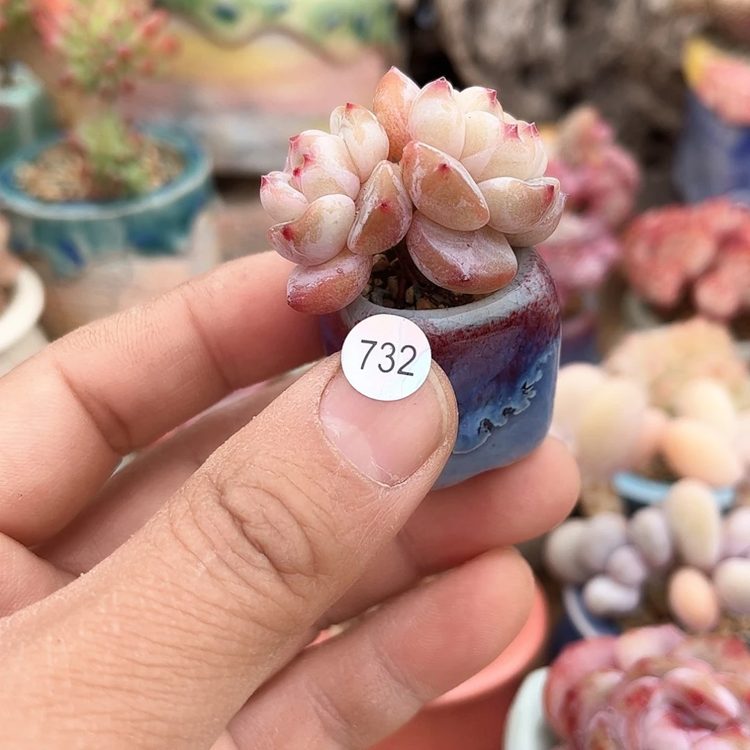 732 含盆含土发货 30包邮偏远除外