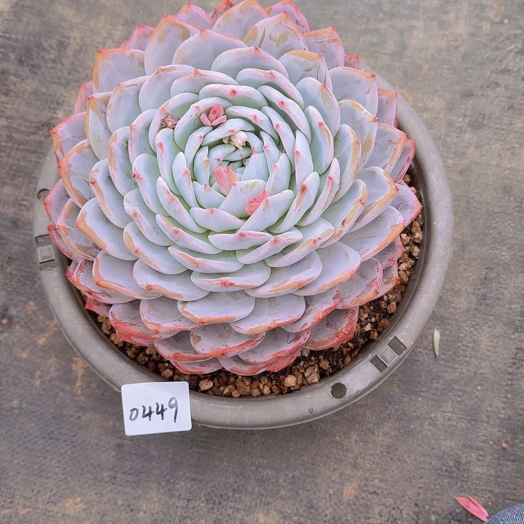 冰**雪0449橙子多肉植物