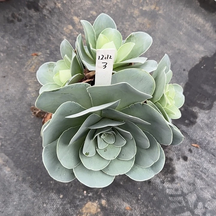 山地玫瑰一物一拍，脱土发，12123不包断侧芽