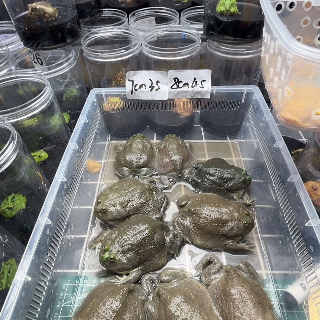 开***心角蛙小丑蛙12厘米闪拍预售