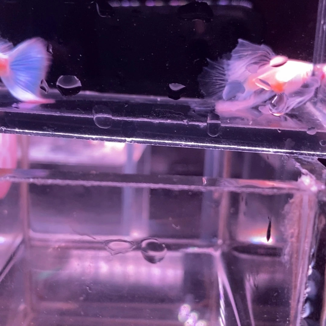 孔雀鱼蓝白顶级绒球一对