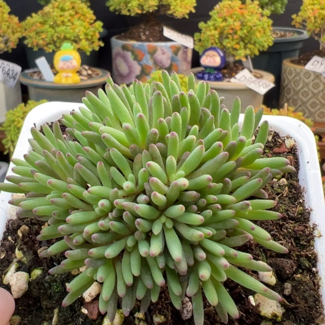 【闪购商品】·****·dy6430晶珊瑚冠幅6cm