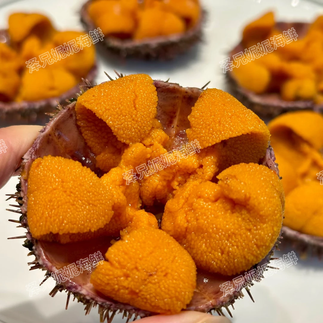 【泽妮推荐】野生海胆刺身品质 高品质海胆 营养价值巨高巨鲜美