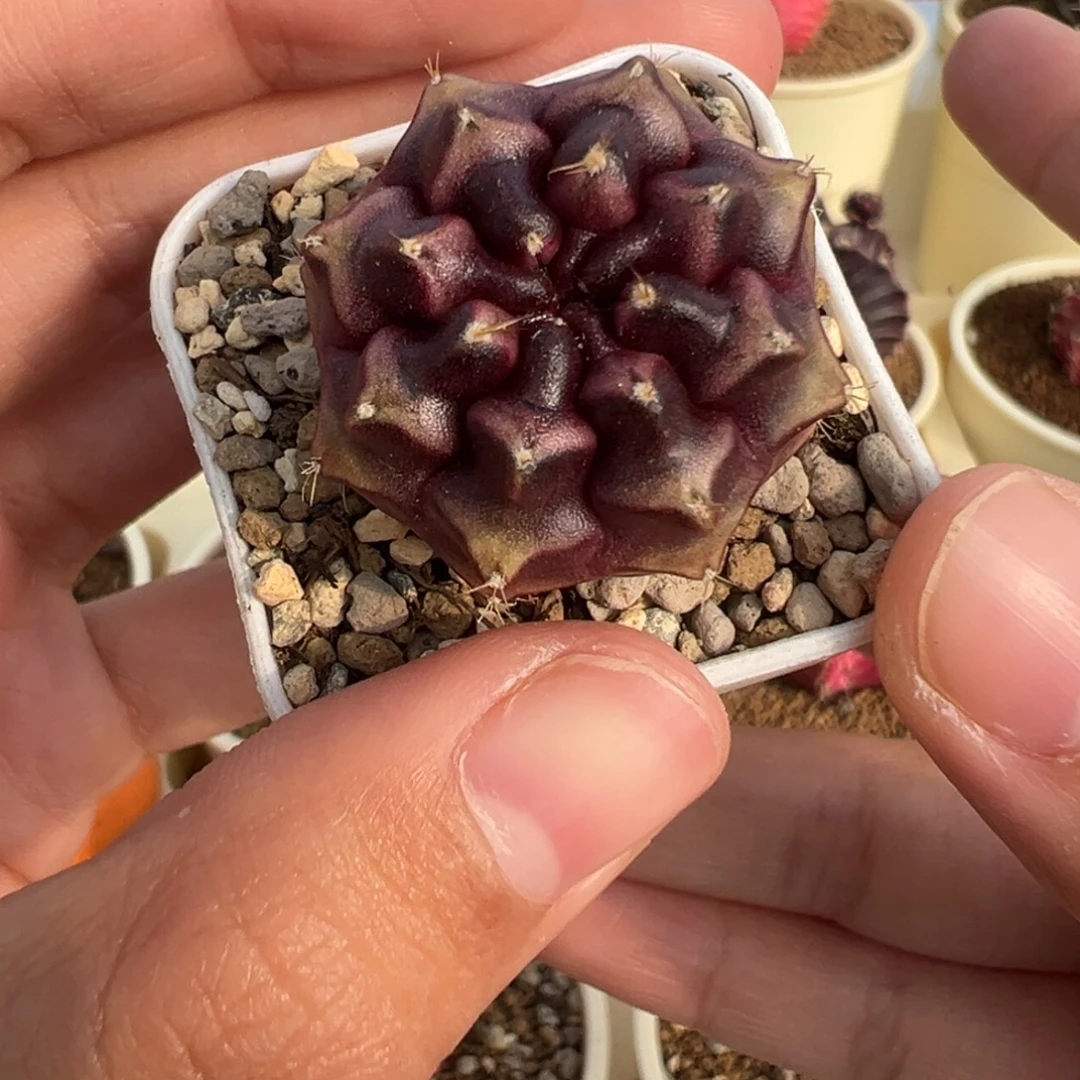 386 好看的米哈冲冲冲