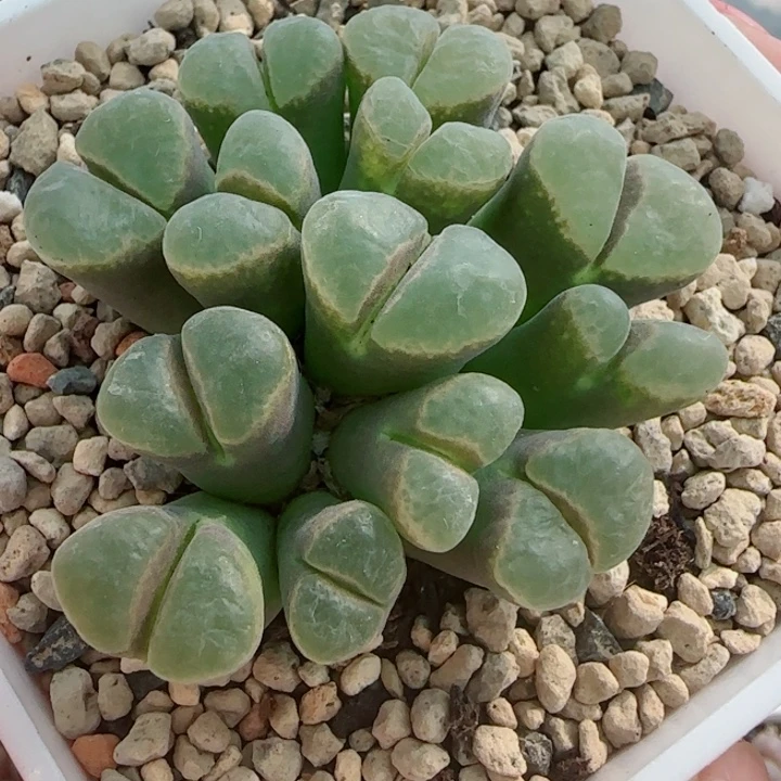 多肉植物双节清货93号