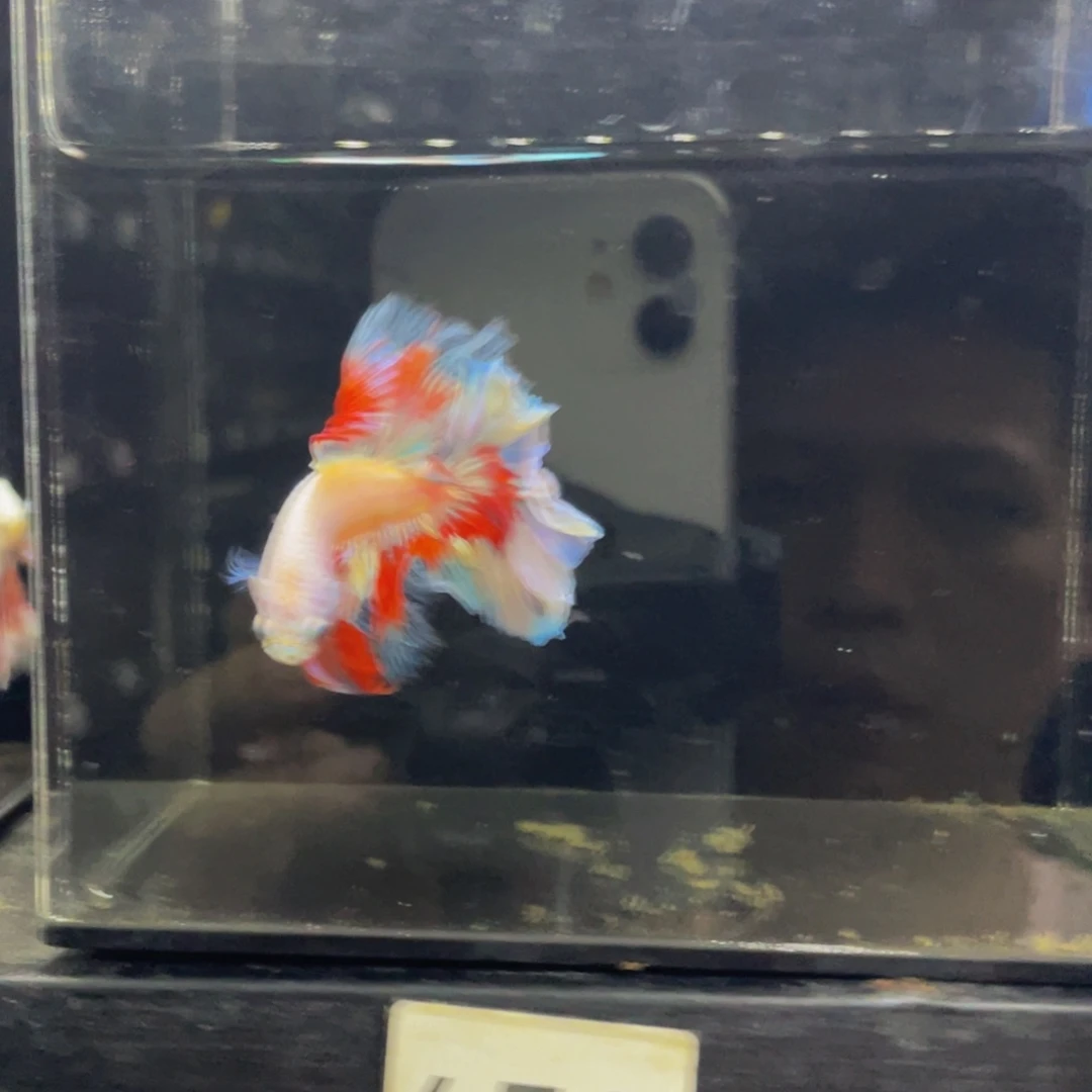 海水鱼哈哈哈哈哈哈459