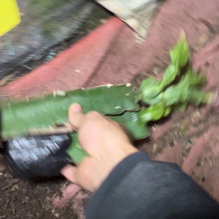 海***士1802   1795嫁接小苗各一颗