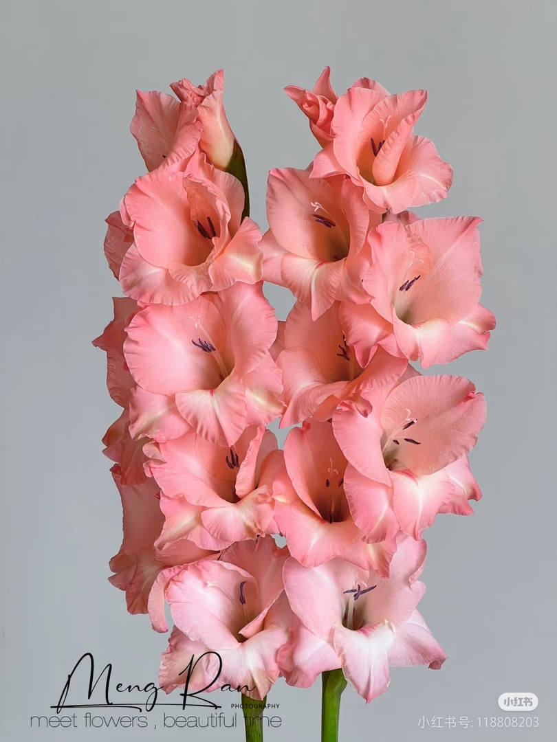 粉色剑兰    居家办公优选《东北基地发货》