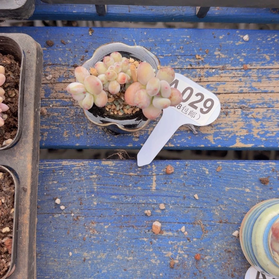 A029萤火虫缀一物语拍