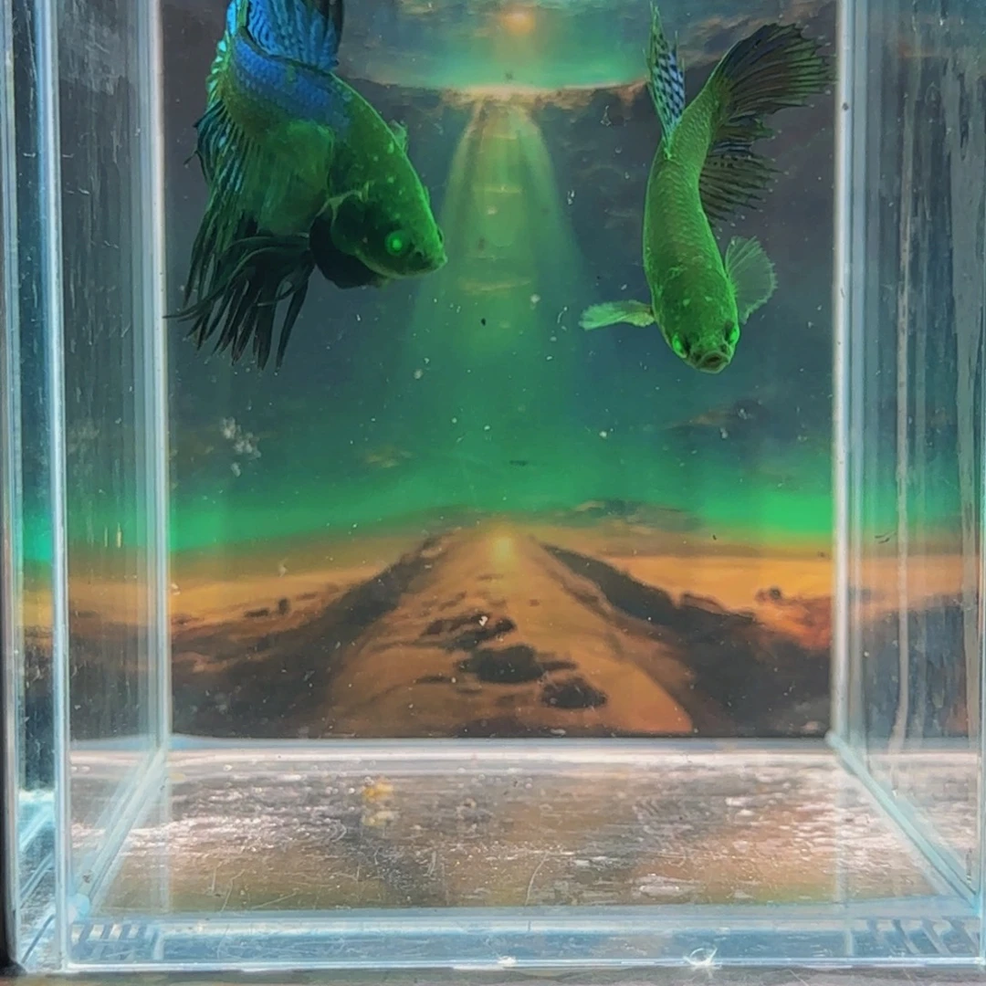 斗鱼所有朋友在你心中